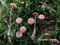 Mycena rosella-amf1340-1